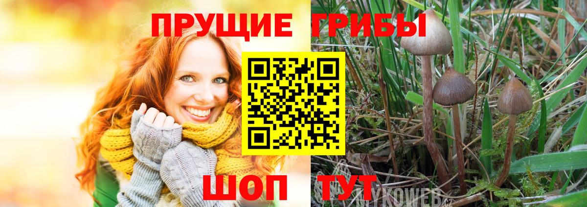 Донецк  Псилоцибиновые грибы прущие грибы  Вход с VPN  Псилоцибиновые грибы Psilocybine cubensis 
